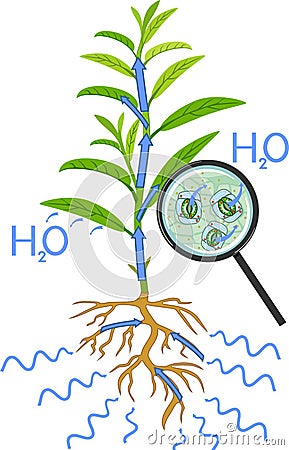 Scheme of plant transpiration and stomatal complex of green leaf under magnifying glass isolated on white Vector Illustration